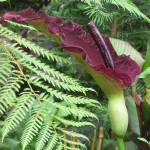 Dracunculus vulgaris, the dragon arum