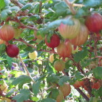 Taste them and try ... gooseberries