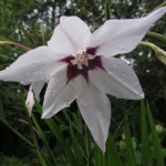 Gladiolus callianthus - ah the scent