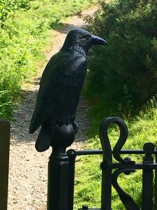 Crow on path to Castle Hill, Llangollen