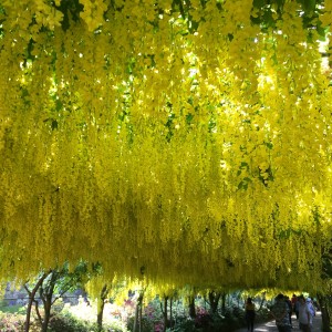 laburnum